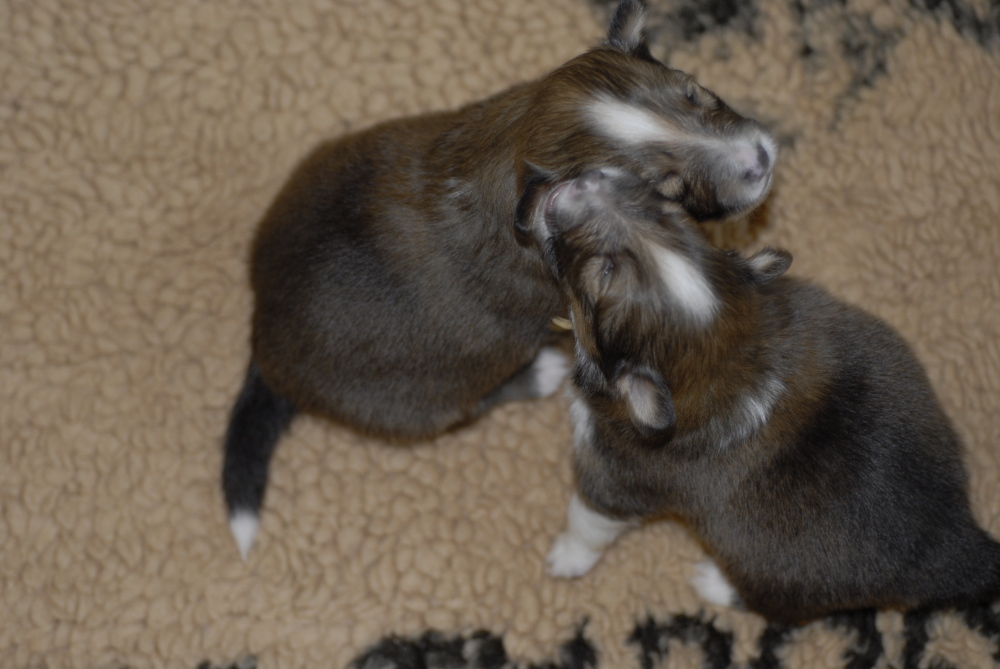 09 mai, Les chiots marchent de mieux en mieux.